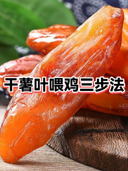 喂鸡的方法与技巧