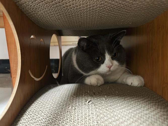 猫咪躲猫猫