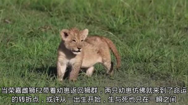 狮子为什么抛弃幼崽