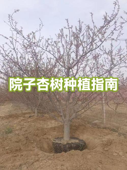 院子种几棵树最好