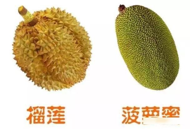 榴莲菠萝蜜和菠萝蜜的区别