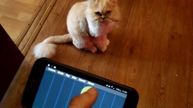 模仿猫叫声音软件