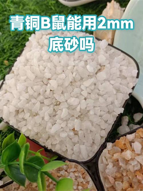 青铜鼠和青铜b鼠有啥区别