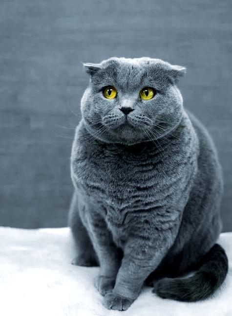 蓝猫的优缺点