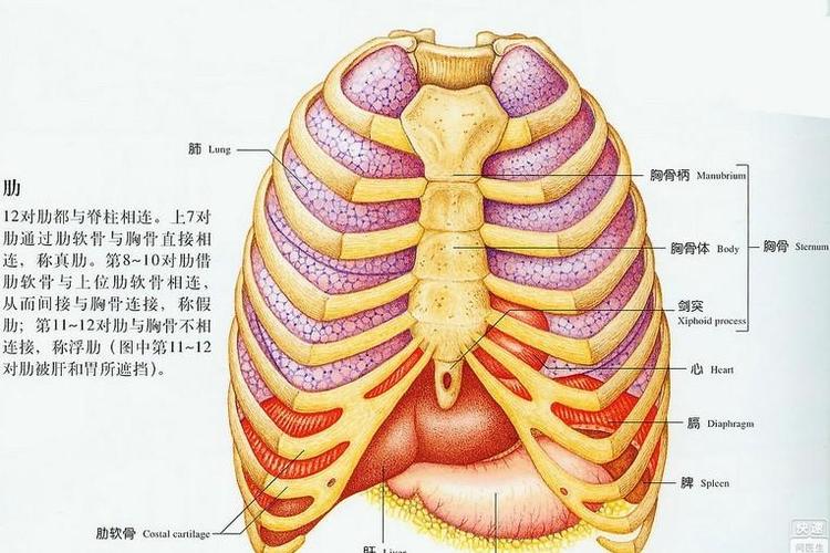 胸廓是哪里