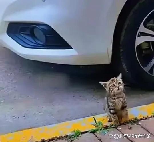 猫知道自己被扔了吗