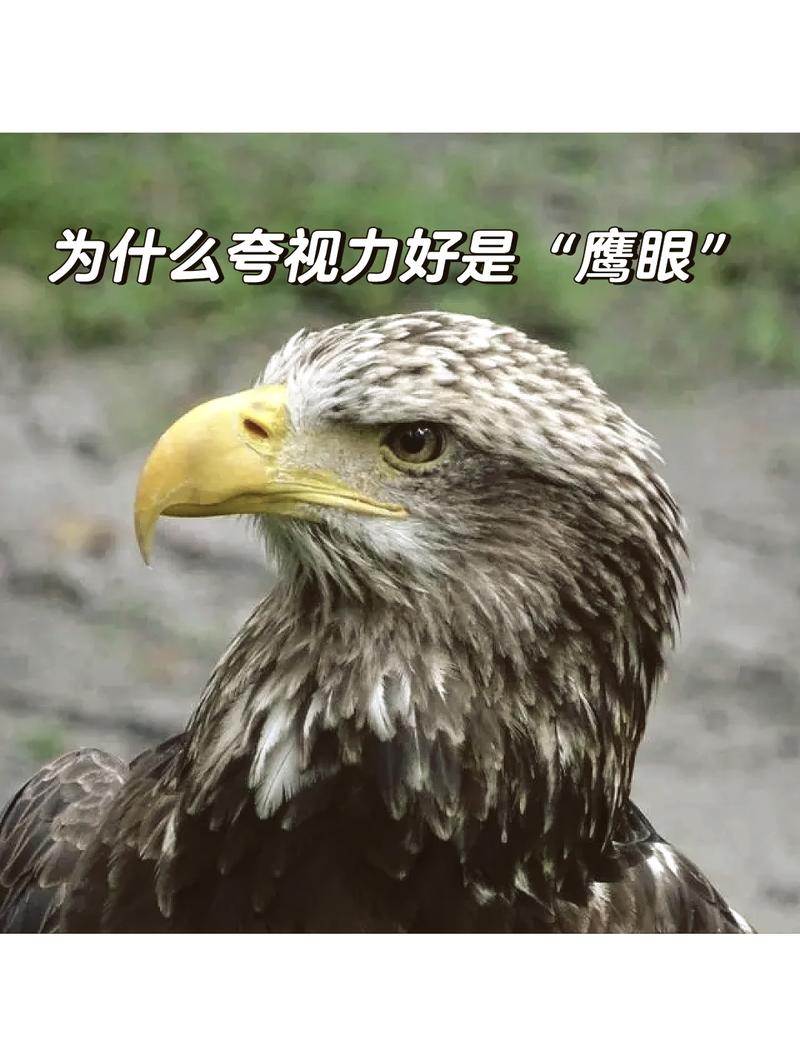 鹰眼的视力是人的多少倍