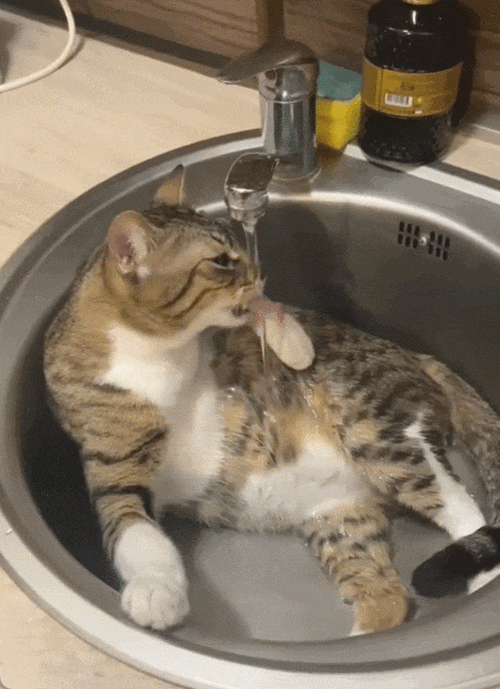 小猫咪叫声视频