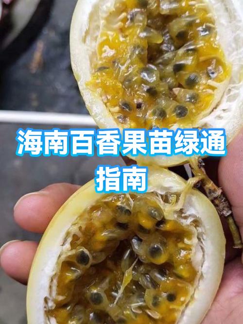 百香果属不属于绿通