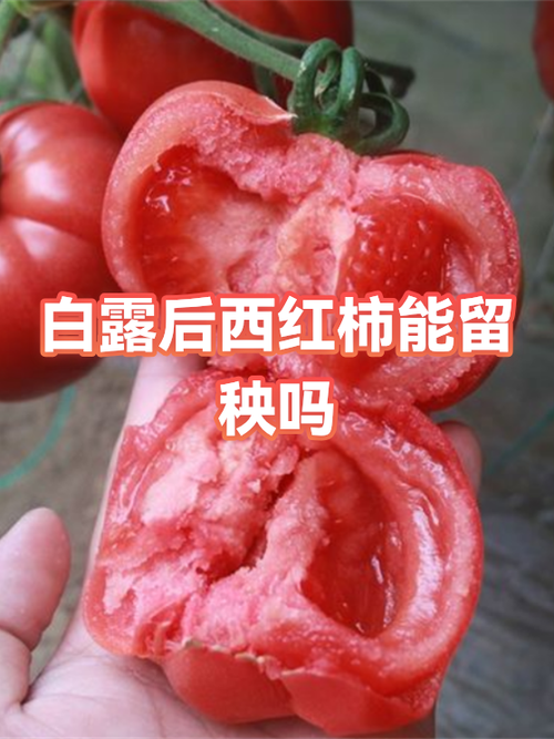 西红柿节是几月几日