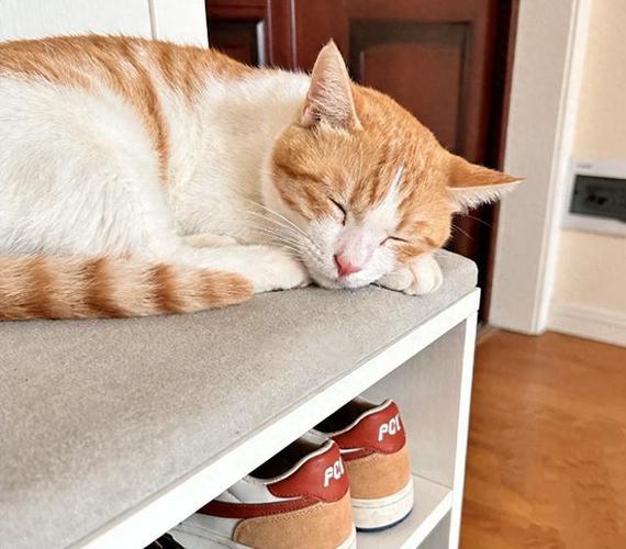 公猫镇宅还是母猫镇宅