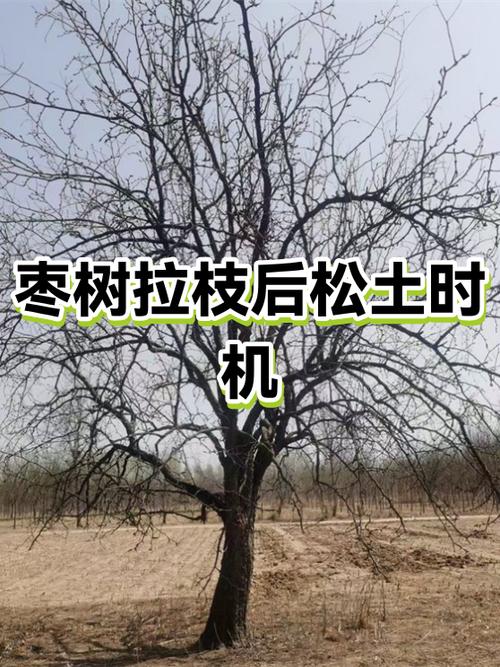 什么时候给树松土