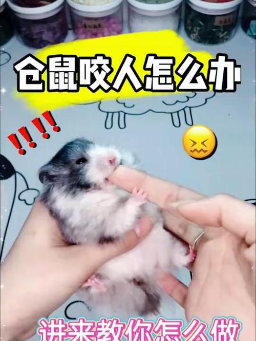 仓鼠咬了有没有事
