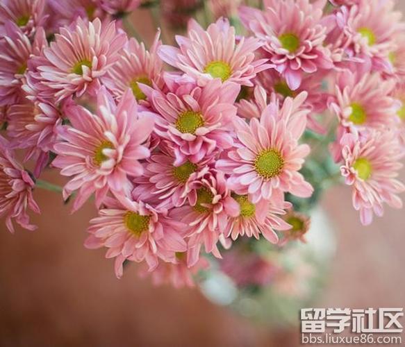 送雏菊的花语和寓意