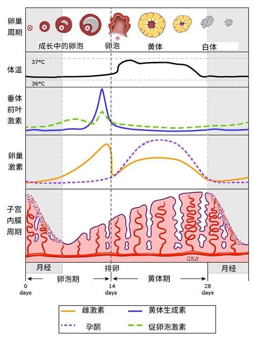 来月经似有似没有怎么回事