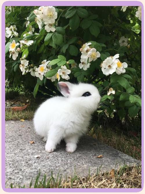 新手养宠物兔