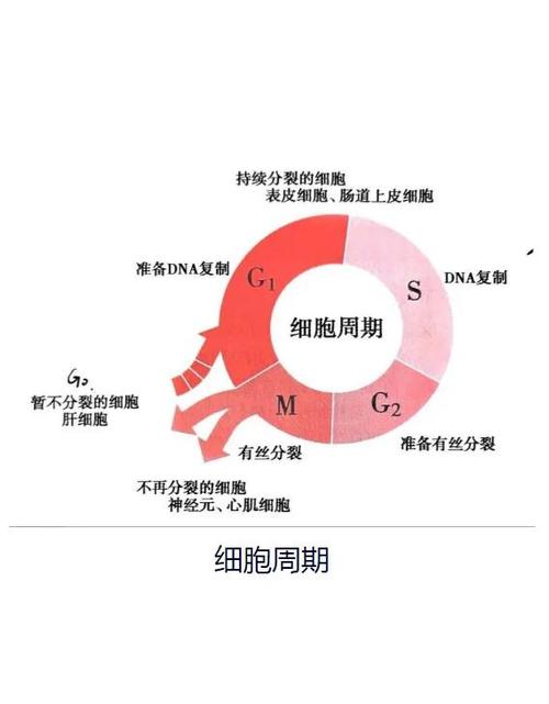 细胞周期多少天