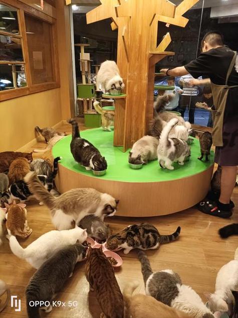 猫咪专用游戏软件