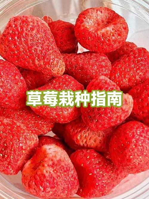小草莓可以种在哪