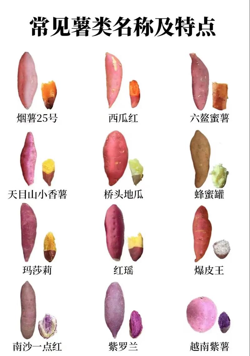 男的买番薯杯什么意思