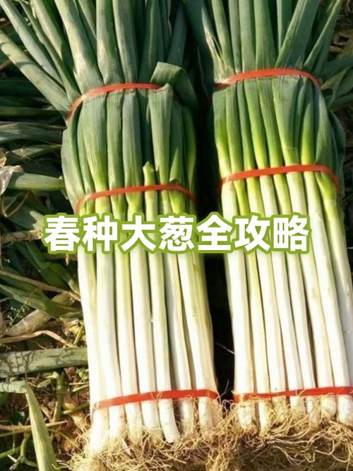 葱要深栽还是浅栽