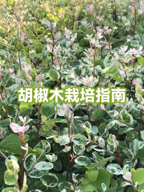 胡椒木适合深栽还是浅栽