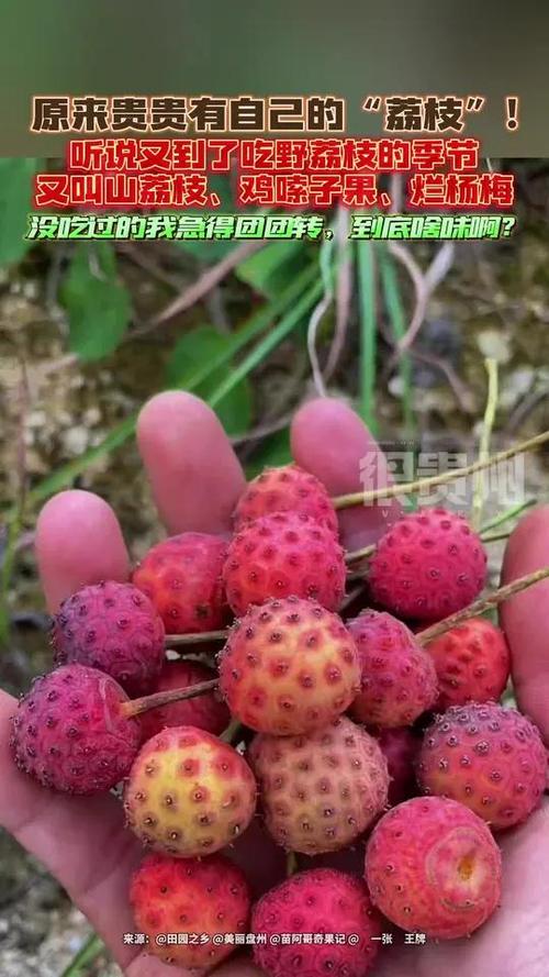 山荔枝的作用与功效