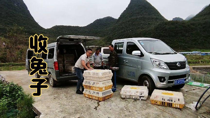 有收兔子的地方吗