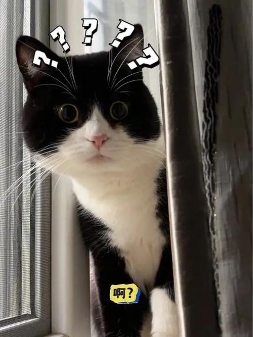 猫咪躲猫猫是在跟你玩