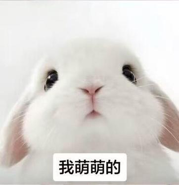 真兔子表情包