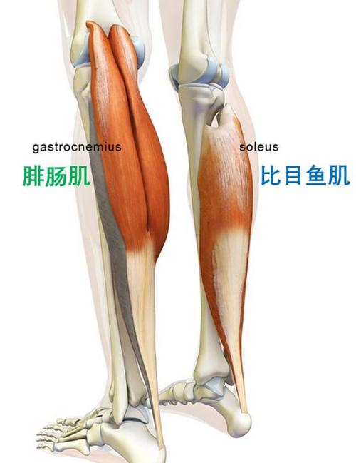 怎样锻炼小腿肌肉