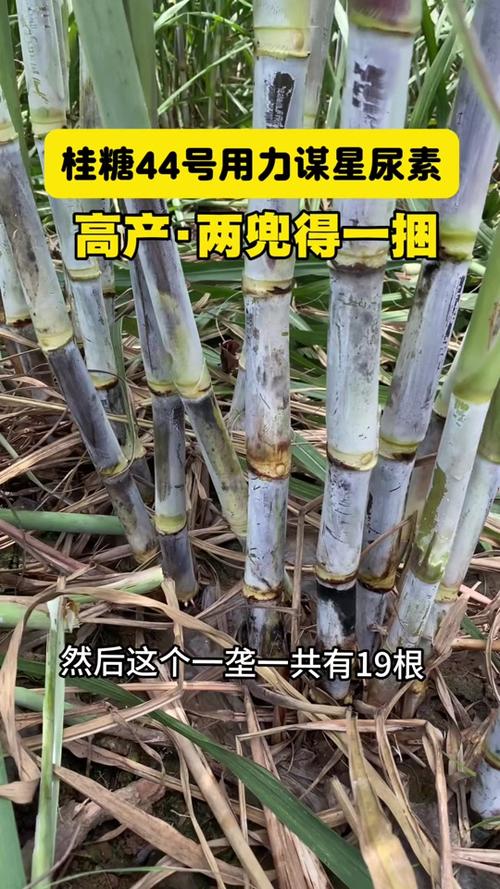 新品种甘蔗