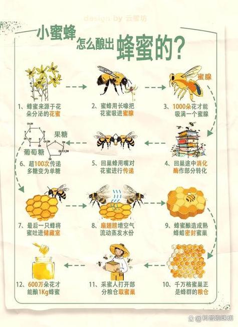 蜜蜂如何采蜜