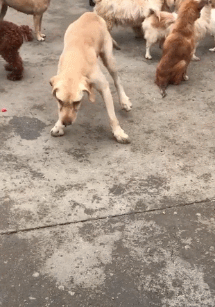 狗狗全身发抖是什么原因