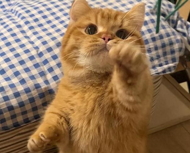 猫咪旺财名字