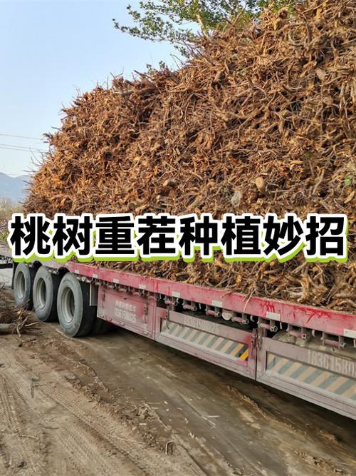 桃树重茬几年可以栽