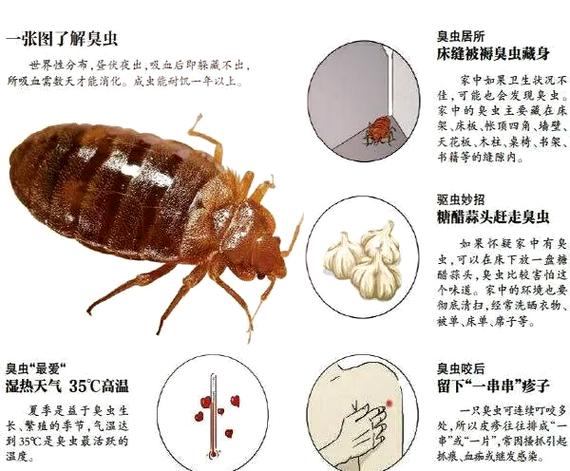 怎么赶走房间的臭屁虫