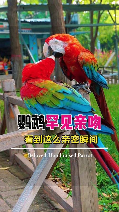 亲亲小肚肚鹦鹉视频