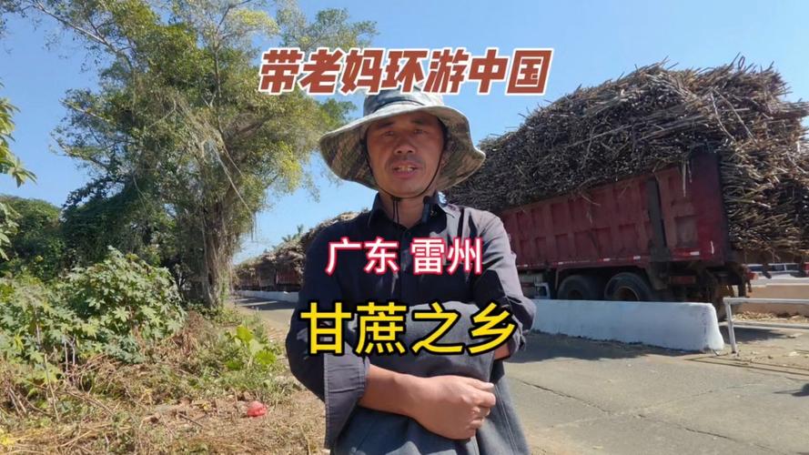 广东哪里产甘蔗最多