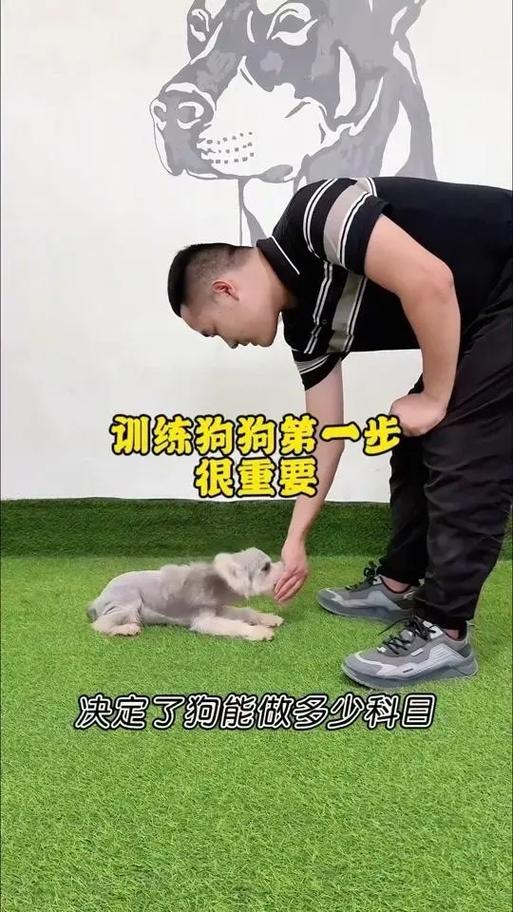训狗的正确方法和技巧