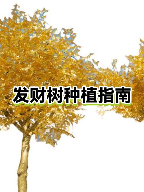 发财树栽深了好还是浅了好