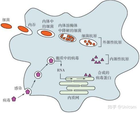 源性是什么意思