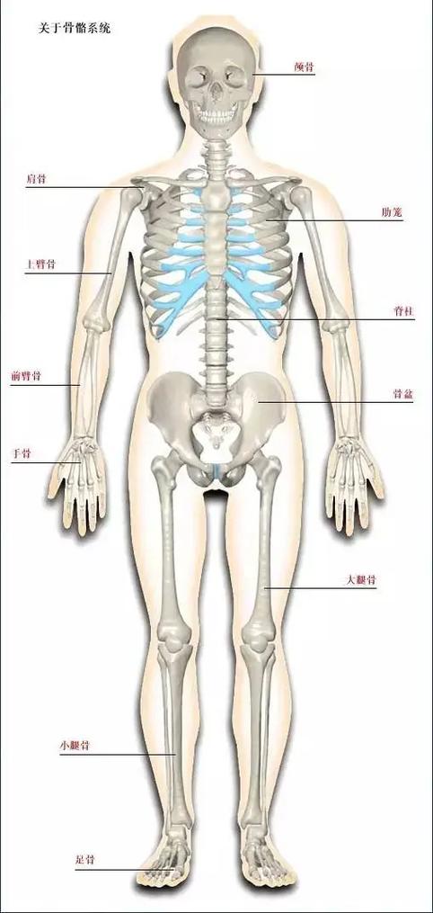 人的骨骼图全身
