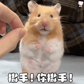 鼠表情包