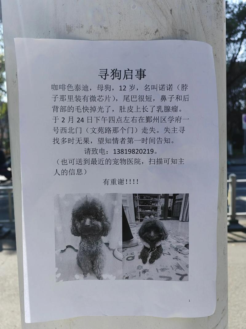 宠物走丢了怎么找