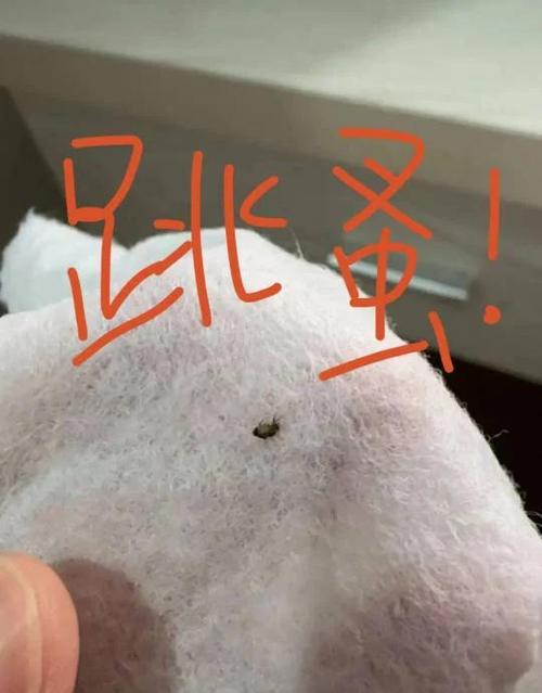驱赶猫最狠的土方法