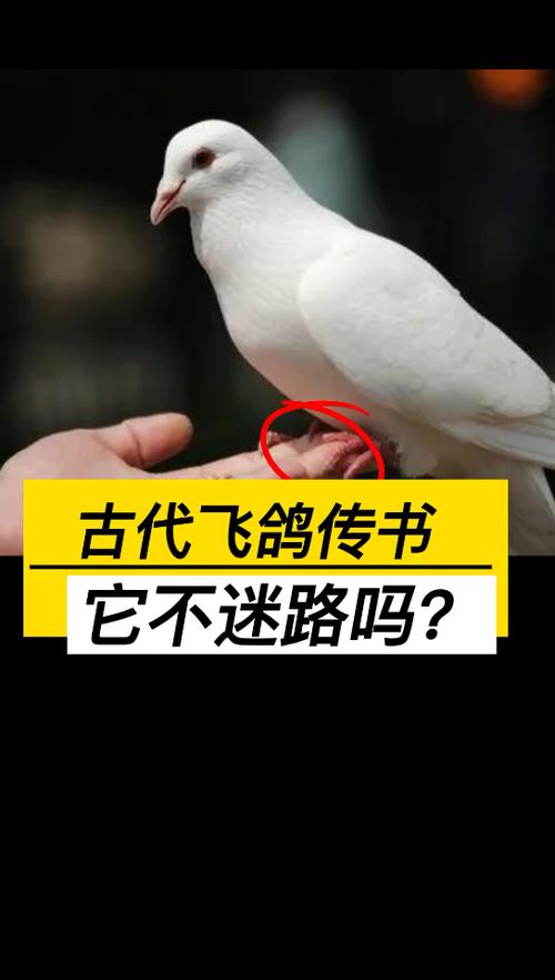 古代真有飞鸽传书吗