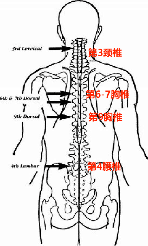 胸椎在哪里
