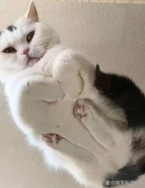 猫咪段子最新版特色