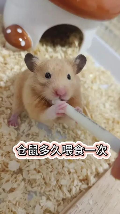 仓鼠一天喂几顿